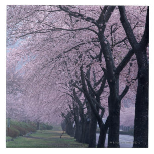 Ro av cherryblossomträd kakelplatta