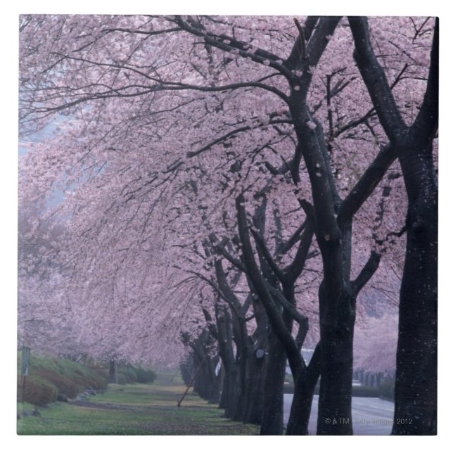 Ro av cherryblossomträd kakelplatta (Framsidan)