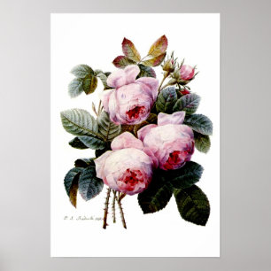 Ro av Redoute Poster