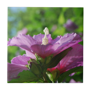 Ro av Sharon blommor Kakelplatta