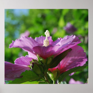 Ro av Sharon-blommor Poster