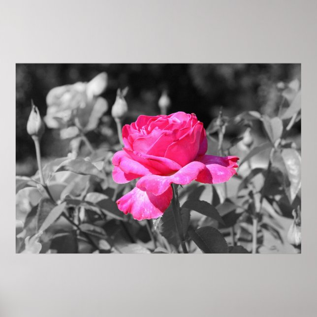 Ro Black & White Poster (Framsidan)