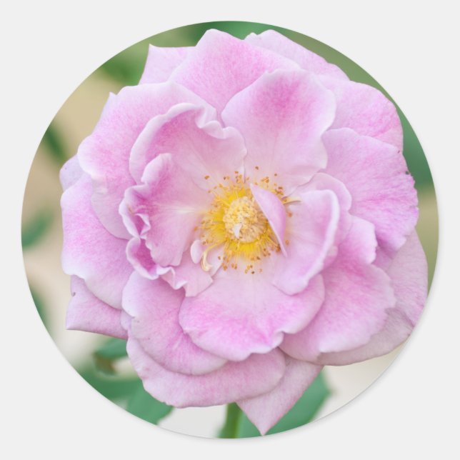 Ro blomma runt klistermärke (Framsida)