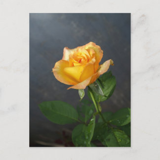 ro blomma vykort
