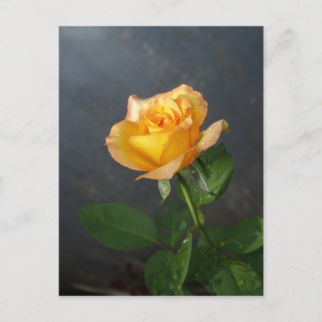ro blomma vykort (Framsida)