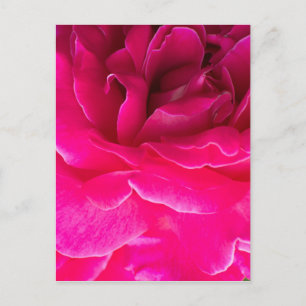 Ro blomma vykort