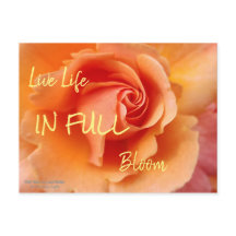 Ro Blommar/Apricot persiko/Close-Up Photo