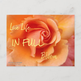 Ro Blommar/Apricot persiko/Close-Up Photo Vykort