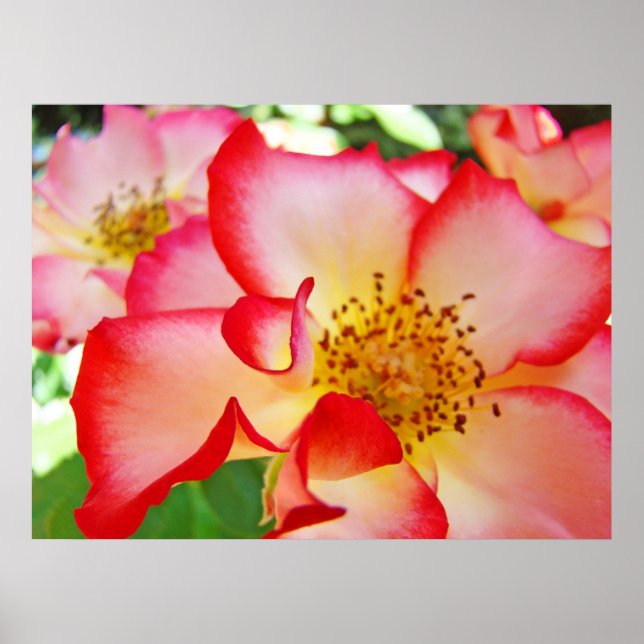 Ro Blommor-bilder skriver ut Färgfläckig Rosor Poster (Framsidan)