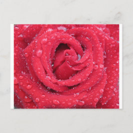 ro Blommor blommar petals vatten droplets Vykort