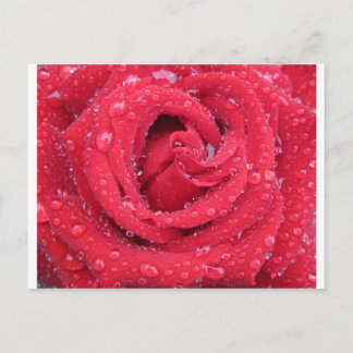 ro Blommor blommar petals vatten droplets Vykort