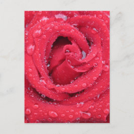 ro Blommor blommar petals vatten droplets Vykort
