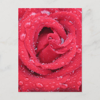 ro Blommor blommar petals vatten droplets Vykort