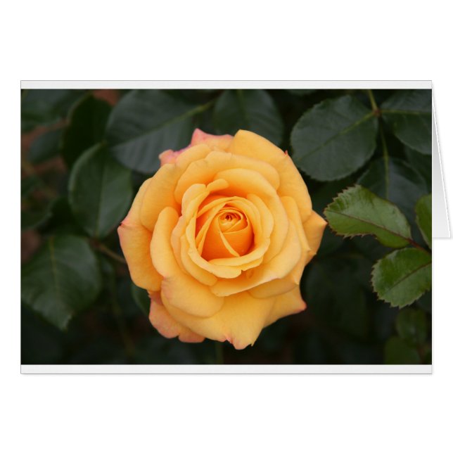 ro blommor, kärlek, maka, raring hälsningskort (Framsidan Horizontal)