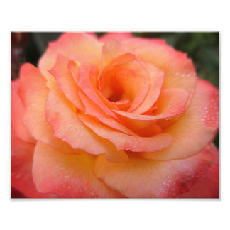 Ro Bloom 10x8 Fototryck