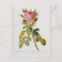 Ro botaniskt tryck Rosa Bifera från Redoute