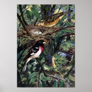 Ro-Brast Grosbeaks och deras näste av ägg Poster