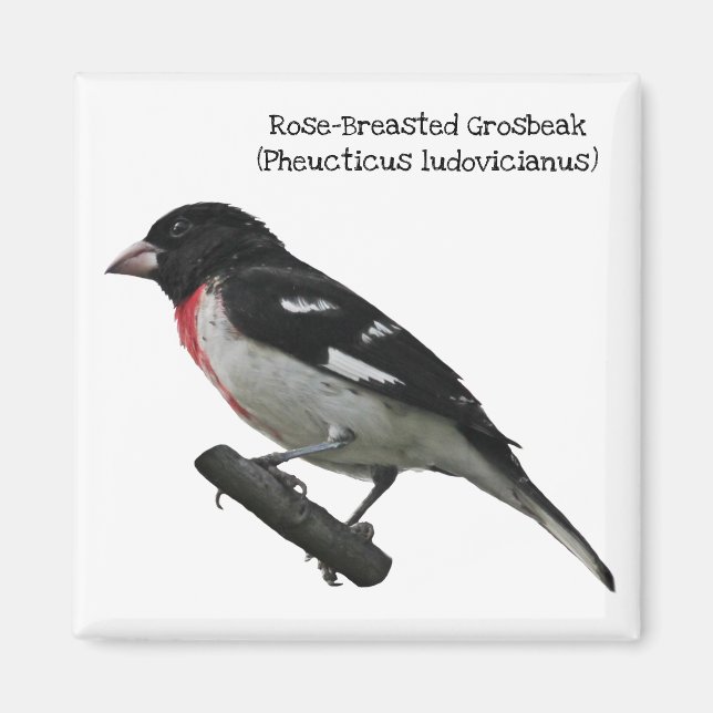 Ro-Brested Grosbeak Magnet (Framsidan)