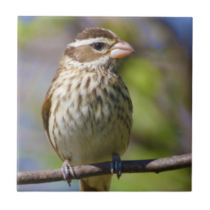 Ro Brested Grosbeak Pheucticus Ludovicianus Kakelplatta