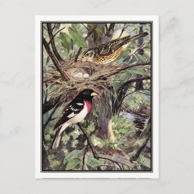 Ro-Brested Grosbeak - Robert Bruce Horsfall Vykort (Framsida)