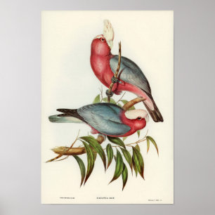 Ro-bröstad Cockatoo av Elizabeth Gould Poster