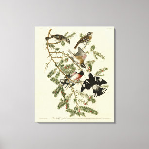 Ro-bröstad Grosbeak, Audubon's Birds of America Canvastryck