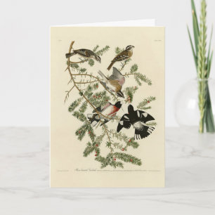 Ro-bröstad Grosbeak, Audubon's Birds of America Kort