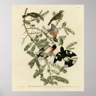 Ro-bröstad Grosbeak, Audubon's Birds of America Poster