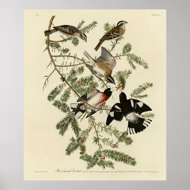 Ro-bröstad Grosbeak, Audubon's Birds of America Poster (Framsidan)