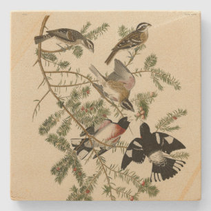 Ro-bröstad Grosbeak, Audubon's Birds of America Stenunderlägg
