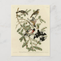 Ro-bröstad Grosbeak, Audubon's Birds of America