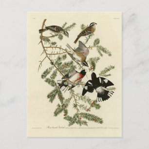 Ro-bröstad Grosbeak, Audubon's Birds of America Vykort