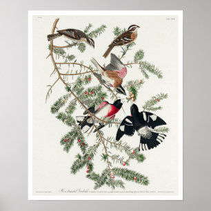 Ro-bröstad Grosbeak av Audubon Poster