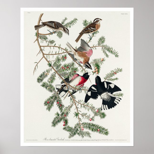 Ro-bröstad Grosbeak av Audubon Poster (Framsidan)