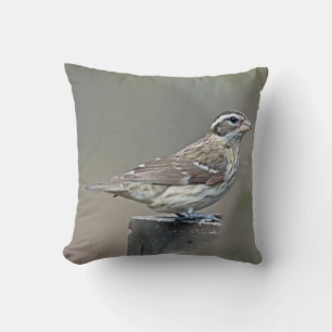 Ro-bröstad Grosbeak Female Songbird Kudde