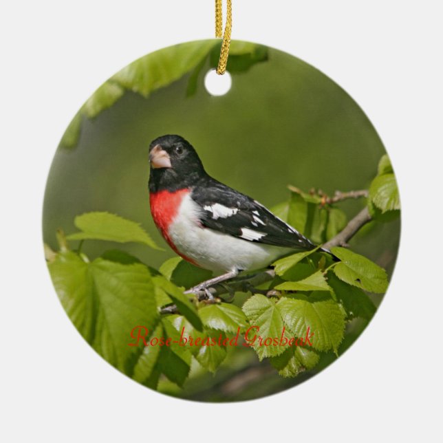 Ro-bröstad Grosbeak-fotocirkel Julgransprydnad Keramik (Framsidan)