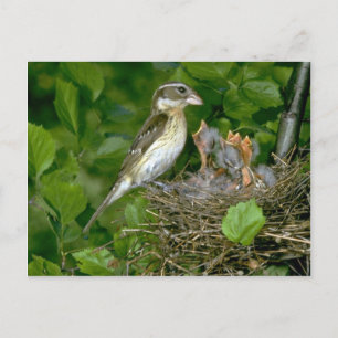Ro-bröstad Grosbeak (hondjur) med unga Vykort