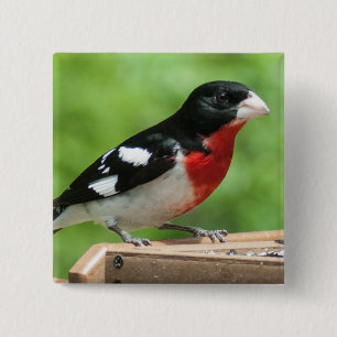 Ro-bröstad Grosbeak Knapp