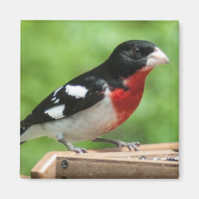 Ro-bröstad Grosbeak Magnet (Framsidan)
