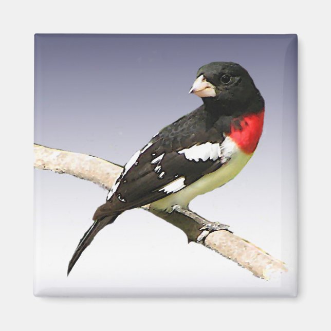 Ro-bröstad Grosbeak Magnet (Framsidan)
