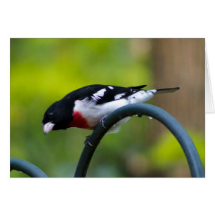 Ro-bröstad Grosbeak OBS Kort