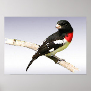 Ro-bröstad Grosbeak Poster