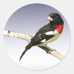 Ro-bröstad Grosbeak Runt Klistermärke