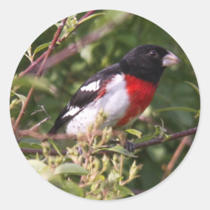Ro-bröstad Grosbeak Runt Klistermärke
