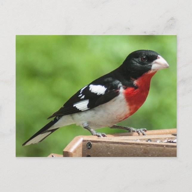 Ro-bröstad Grosbeak Vykort (Framsida)