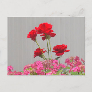 Ro buds som utlöstes från Hydrangea Snöre Caps. Vykort