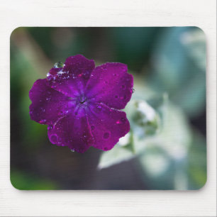 Ro campion Silene coronaria Musmatta