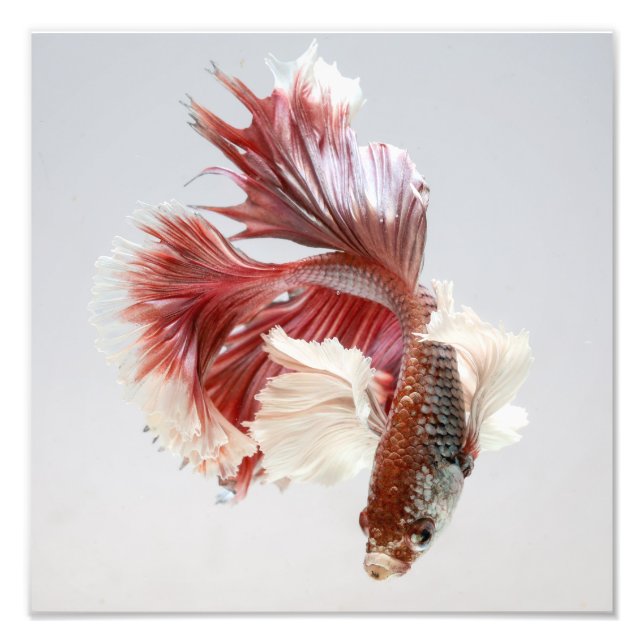 Ro Dumbo Halfmoon Betta Fish Print Fototryck (Framsidan)