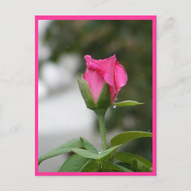 Ro efter regn vykort (Framsida)