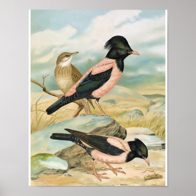 Ro-Färgad Starling Vintage Bird Illustration Poster (Framsidan)